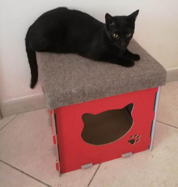 Geii (Panterone) dolcissimo coccolone Foto 5